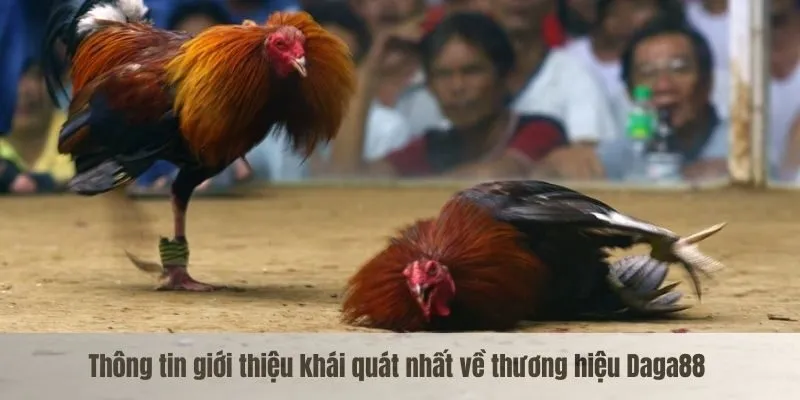Thông tin giới thiệu khái quát nhất về thương hiệu Daga88